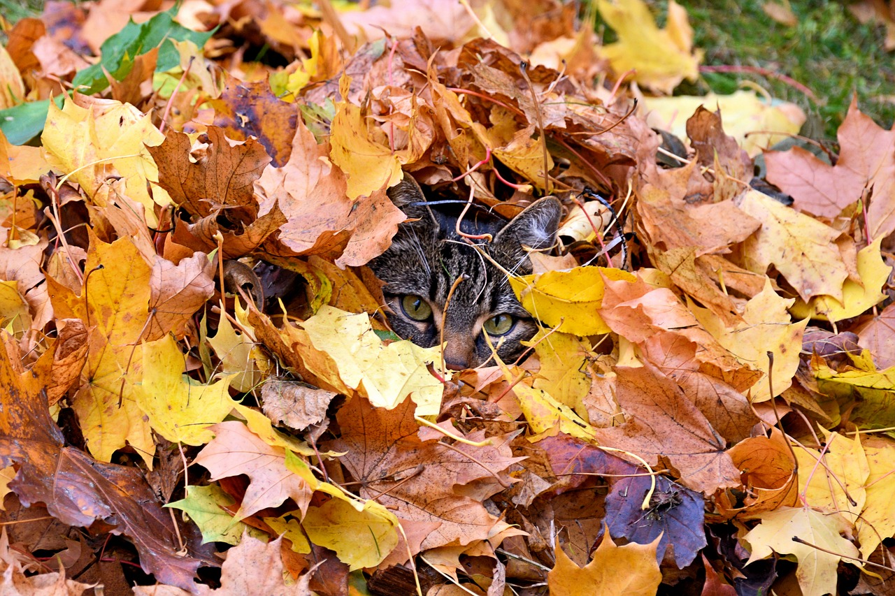cat leaves autumn free photo