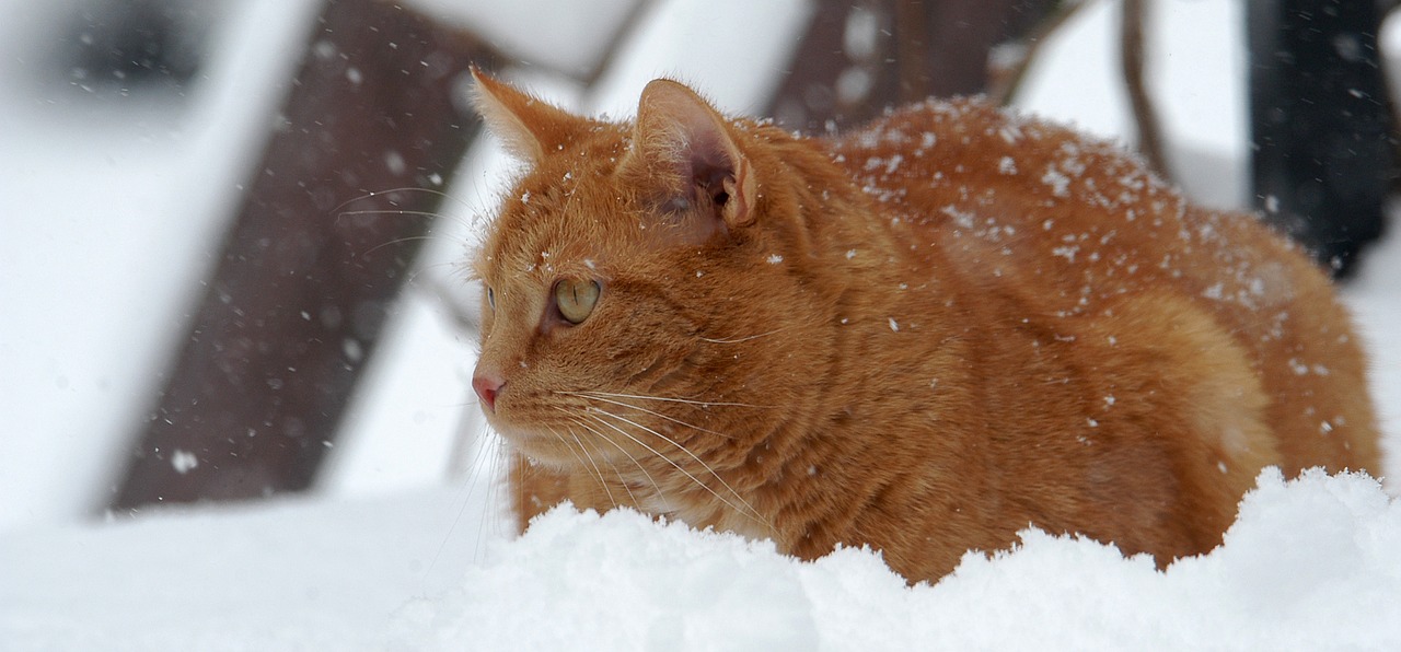 cat red cat snow free photo