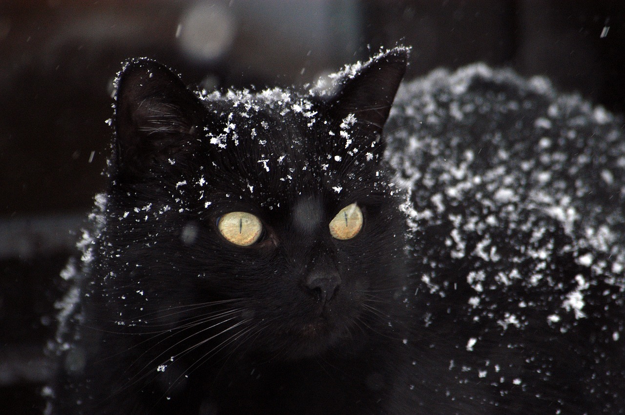 cat black cat snow free photo