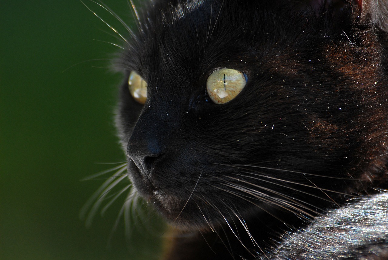 cat black cat whiskers free photo