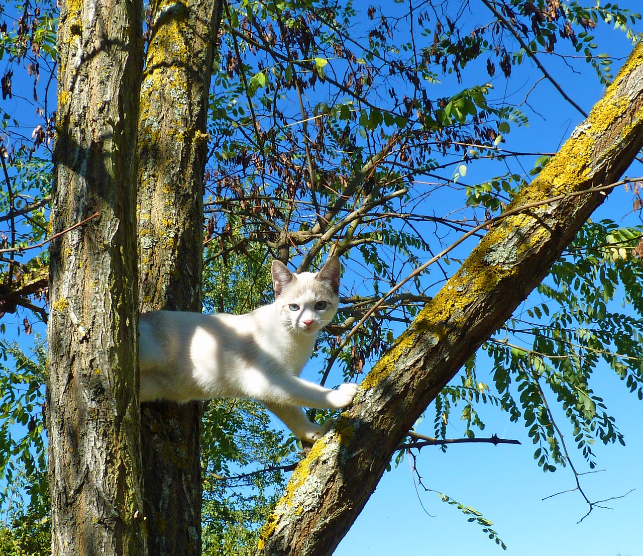 cat kitten petit free photo