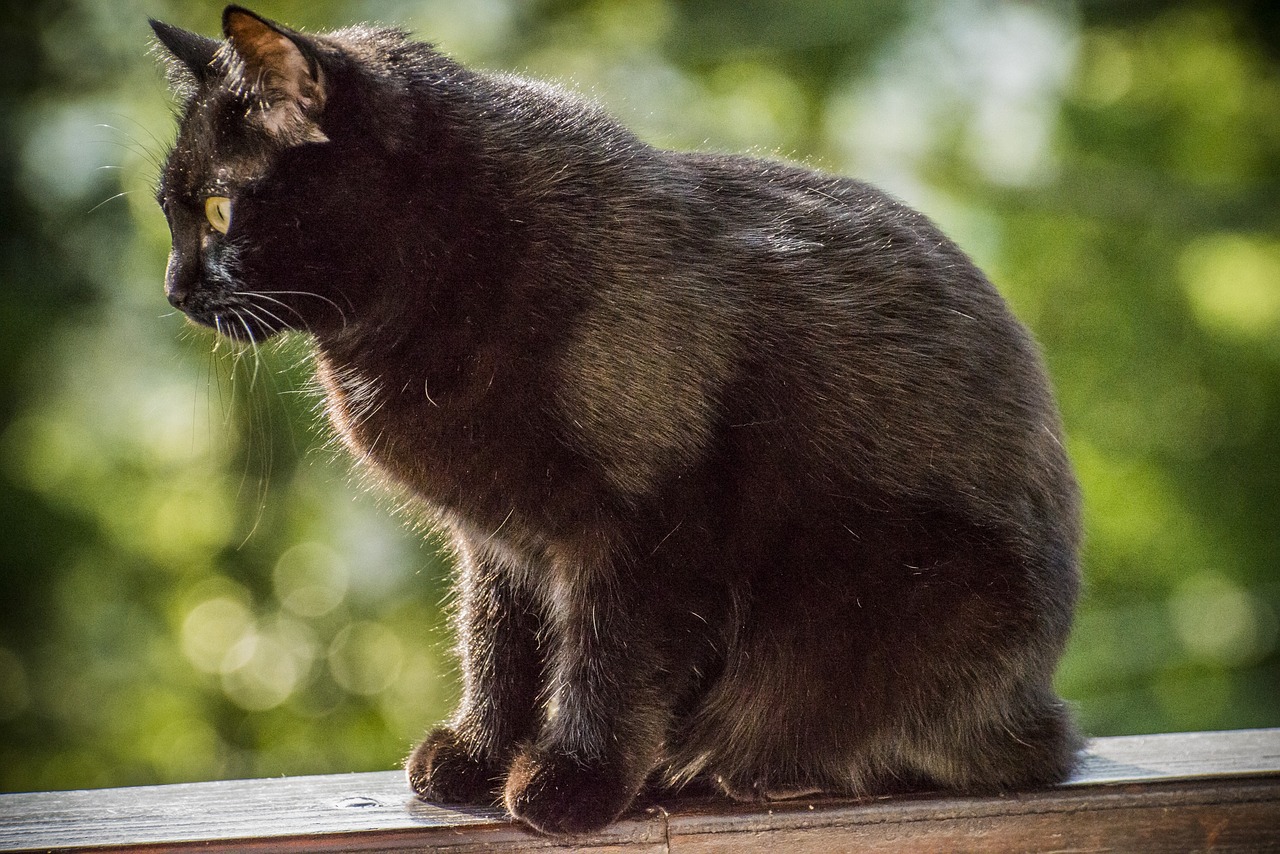 cat black domestic free photo