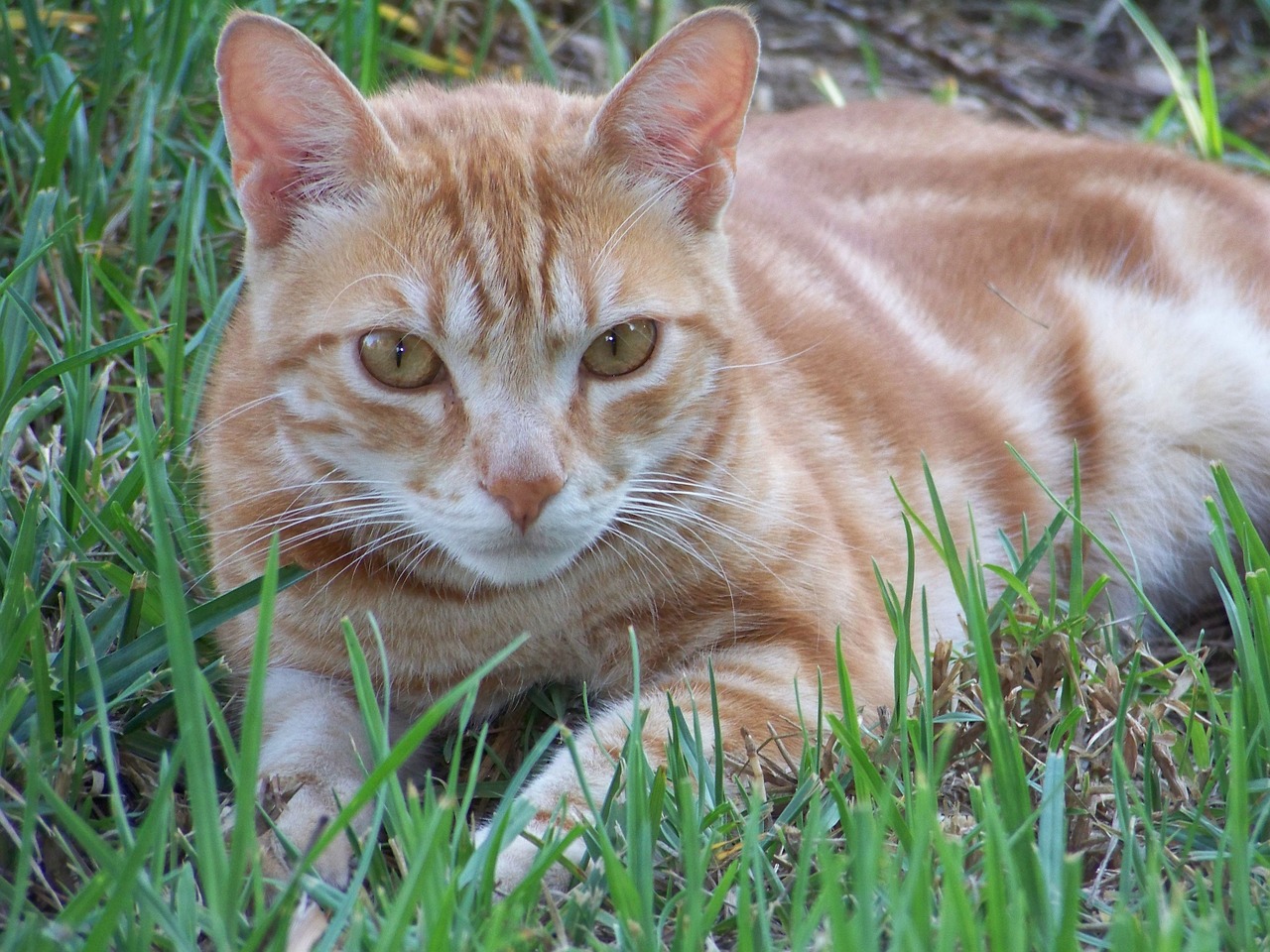 cat domestic feline look free photo