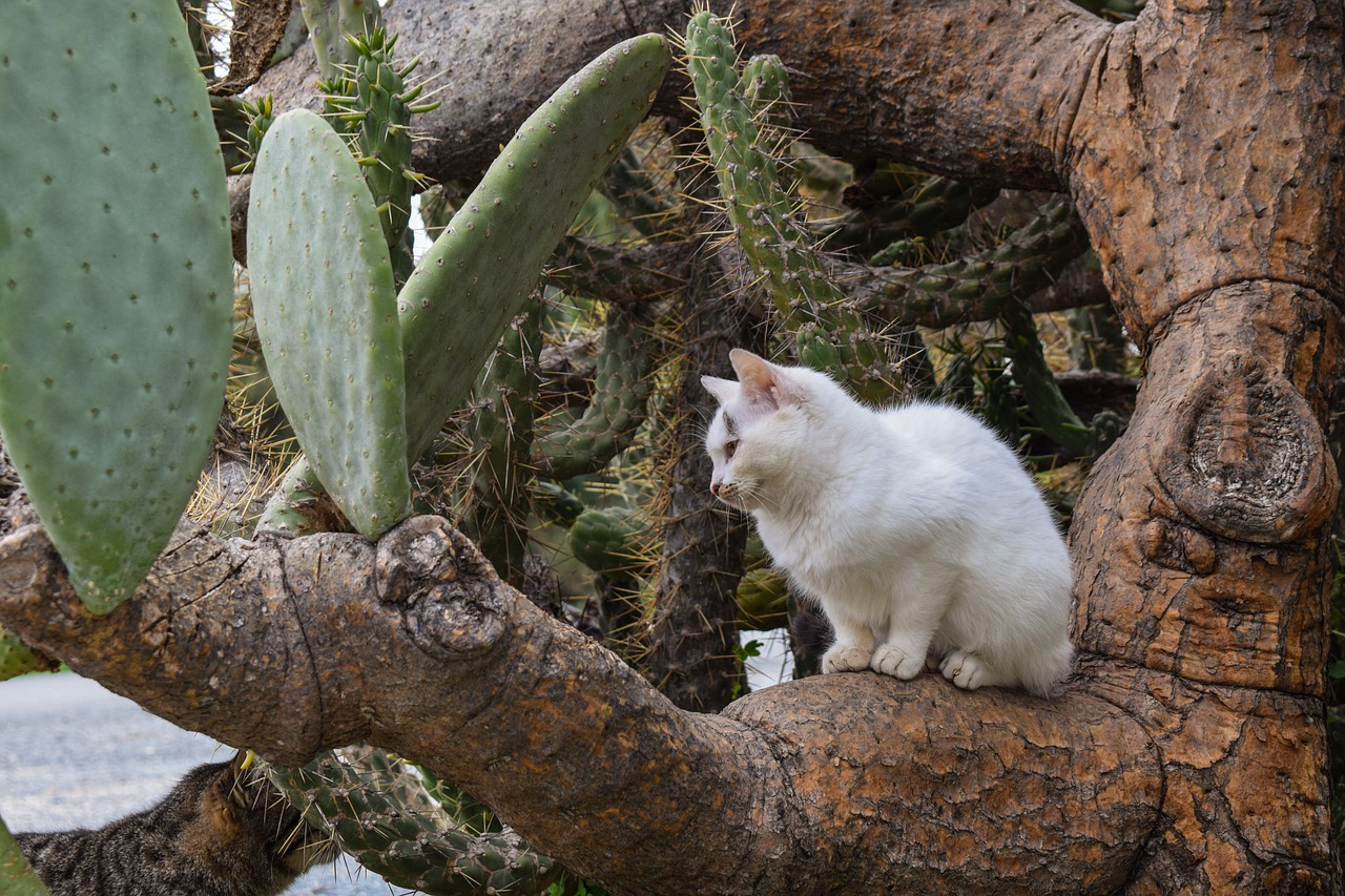 cat stray young free photo