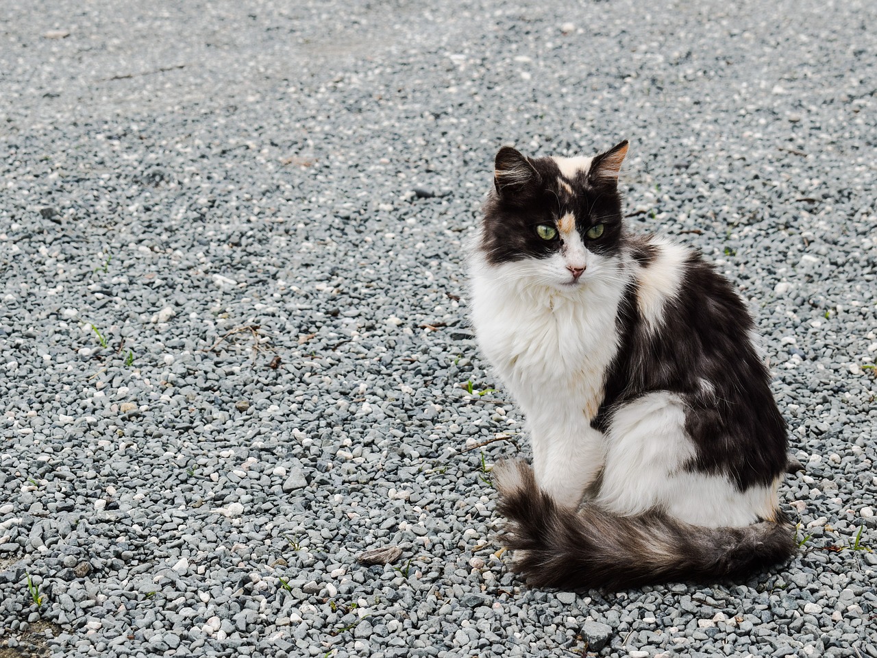 cat stray outdoor free photo