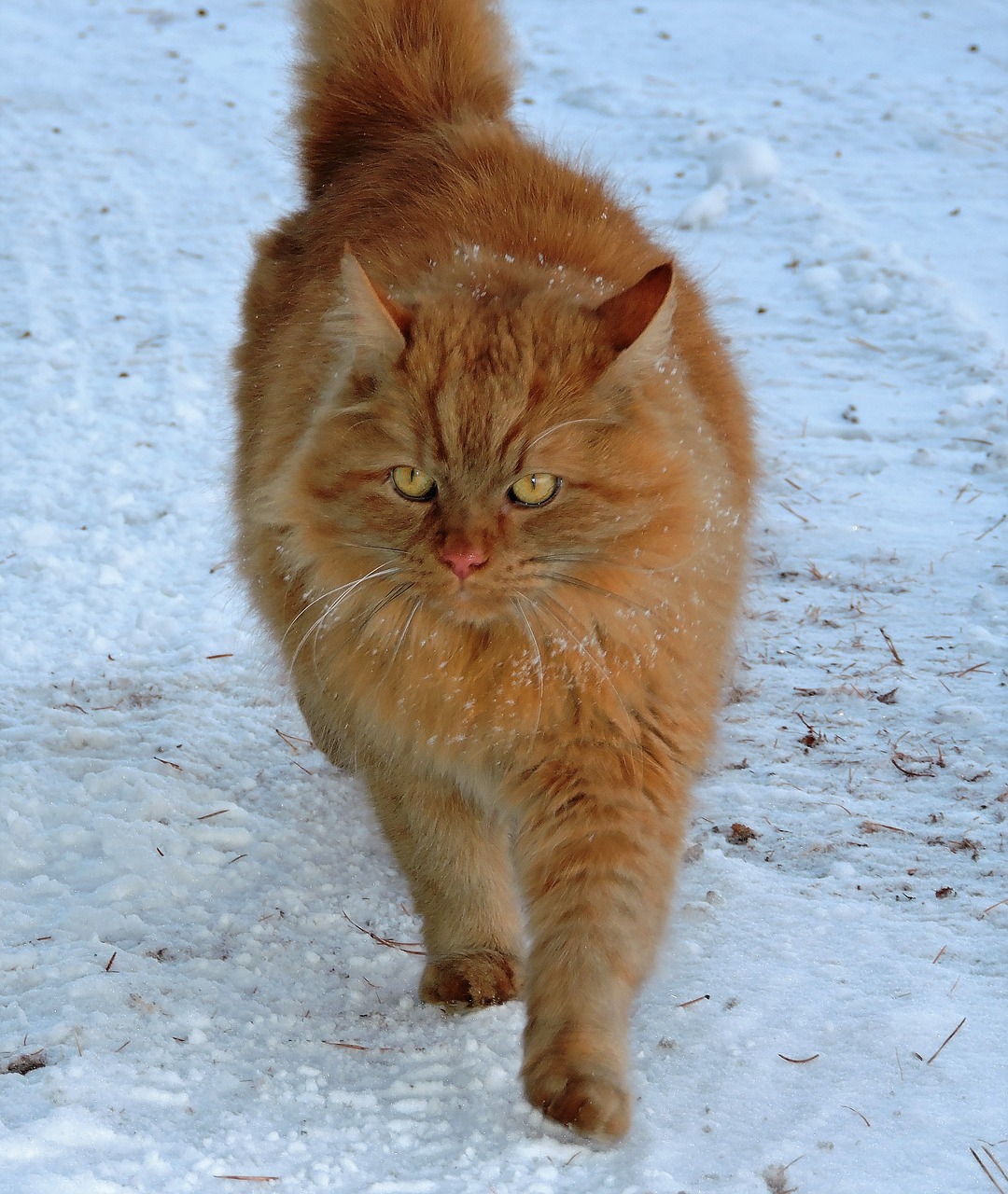 cat red red cat free photo
