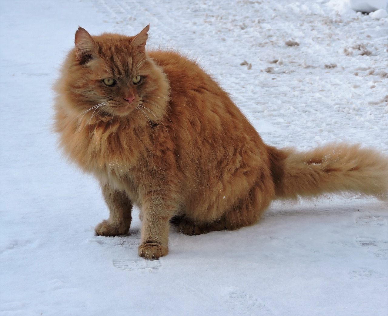 cat red winter free photo