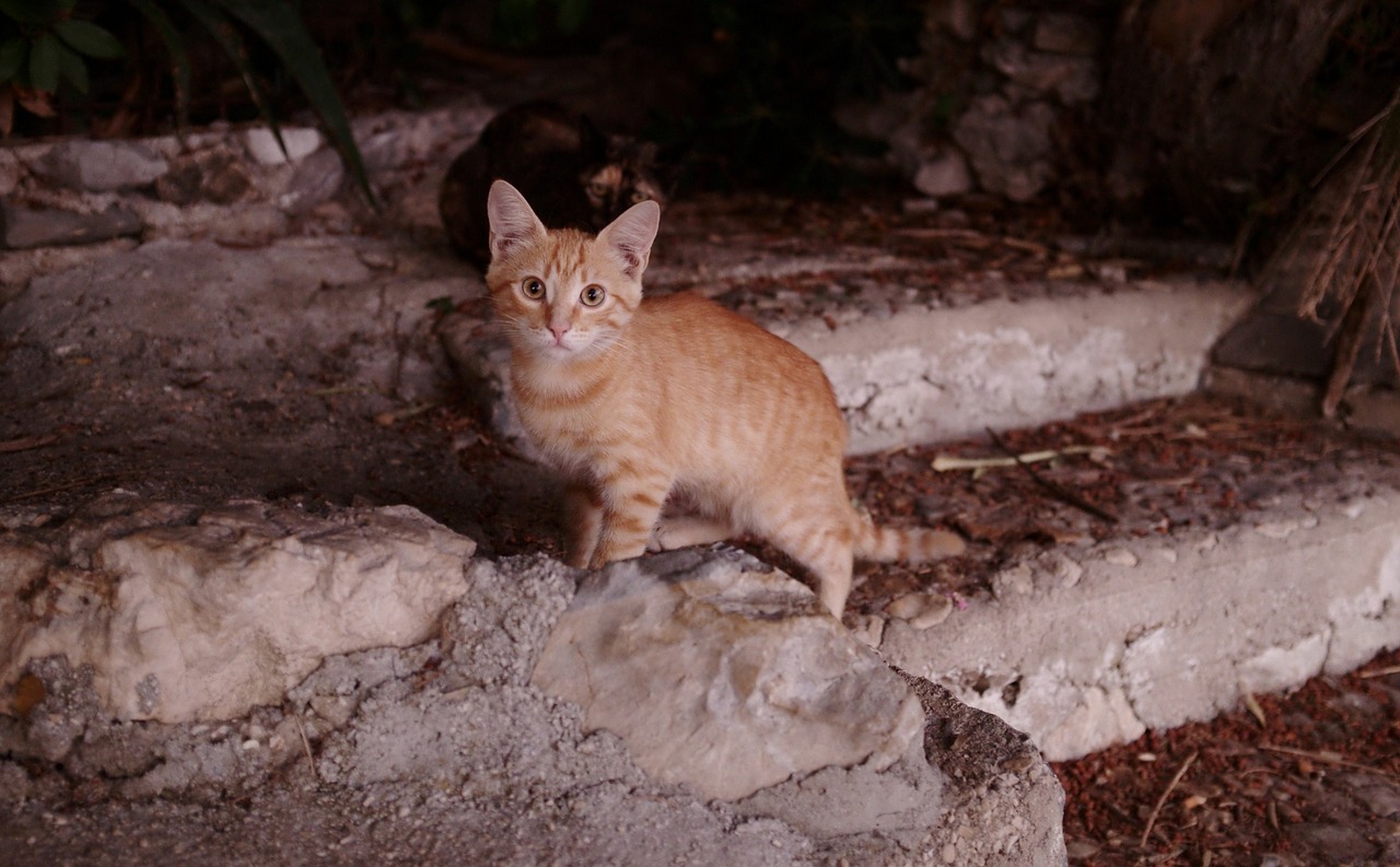 cat feline looking free photo