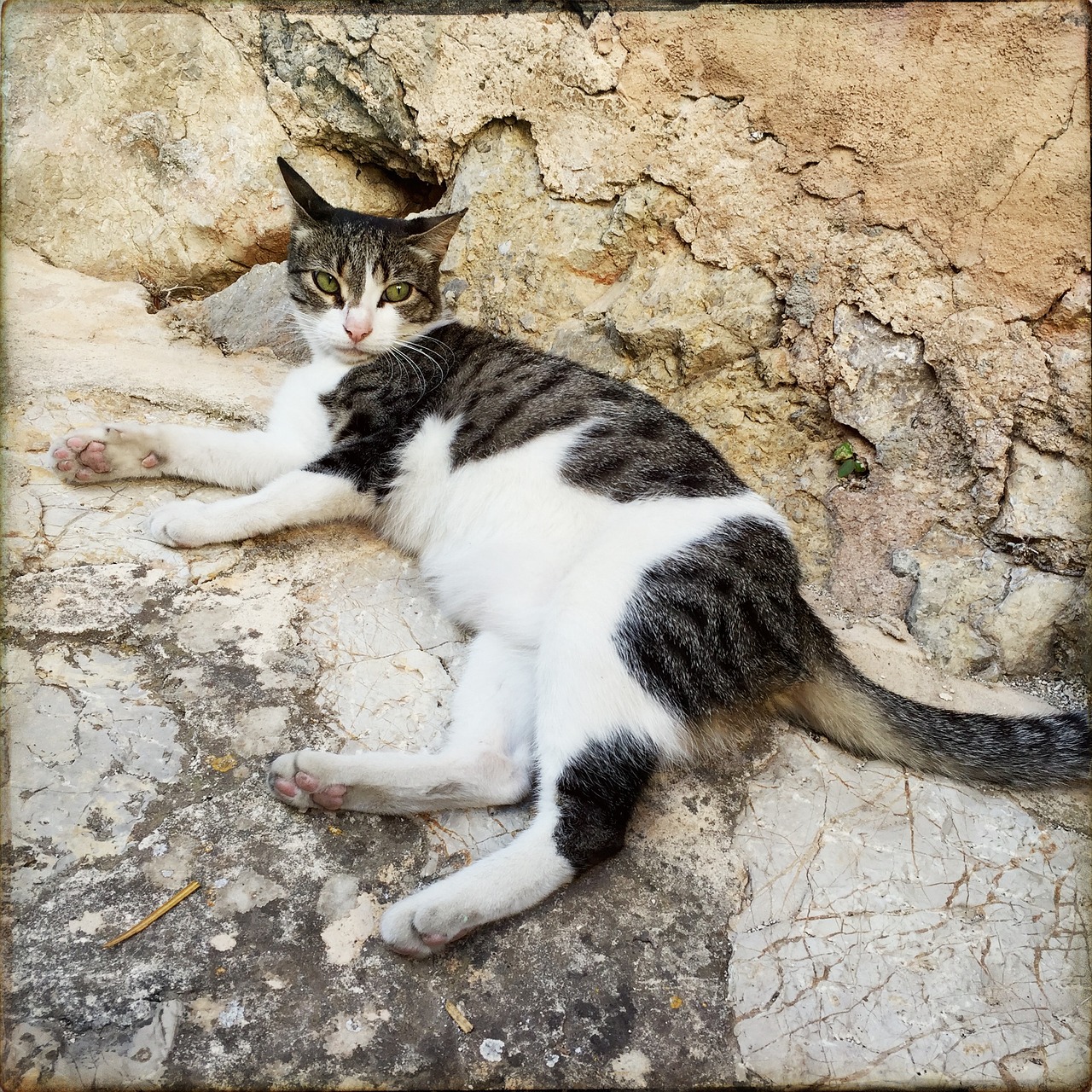 cat stone domestic cat free photo