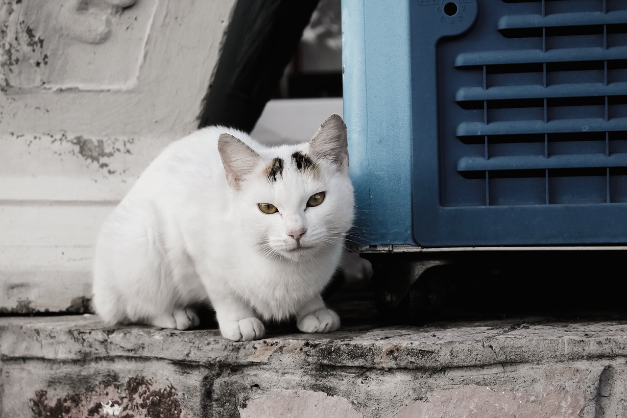 cat white pet free photo