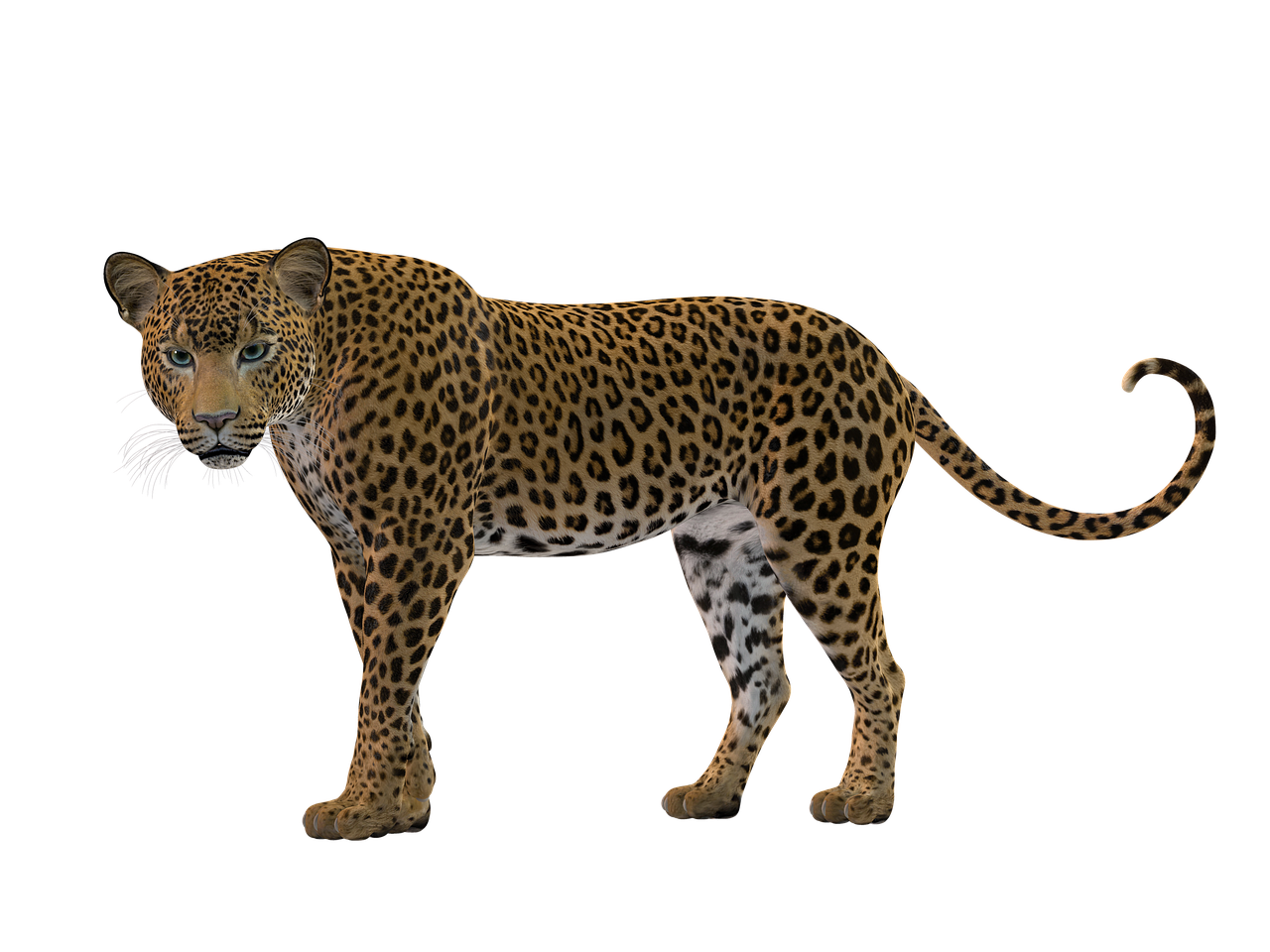 cat rendering leopard free photo
