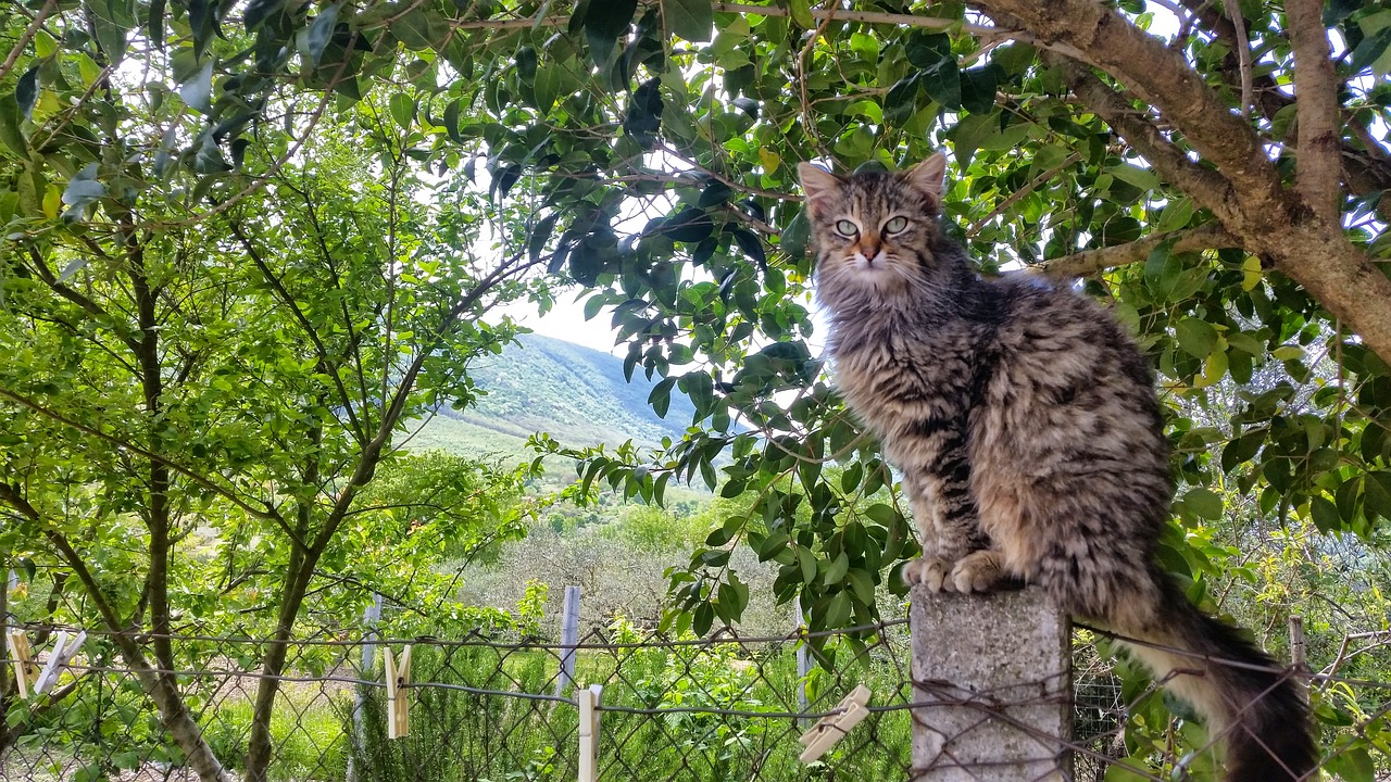 cat cats italy free photo