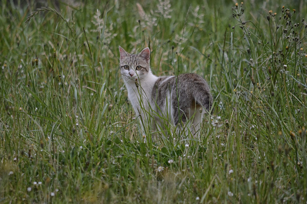 cat feline animal free photo