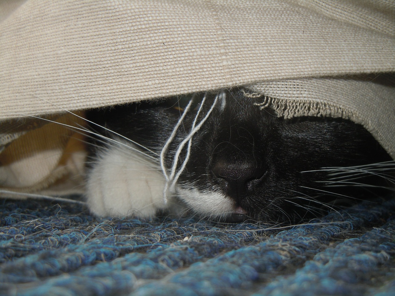 cat hidden lurking free photo