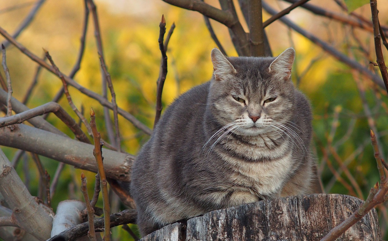 cat grey domestic animal free photo