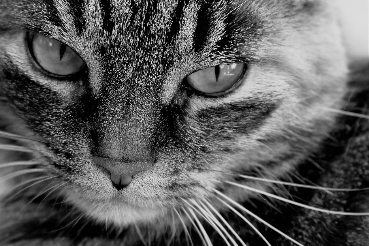 cat animal black and white free photo