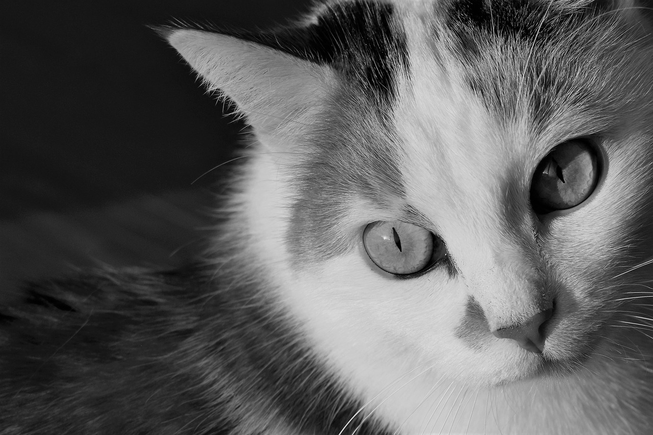 cat animal black and white free photo