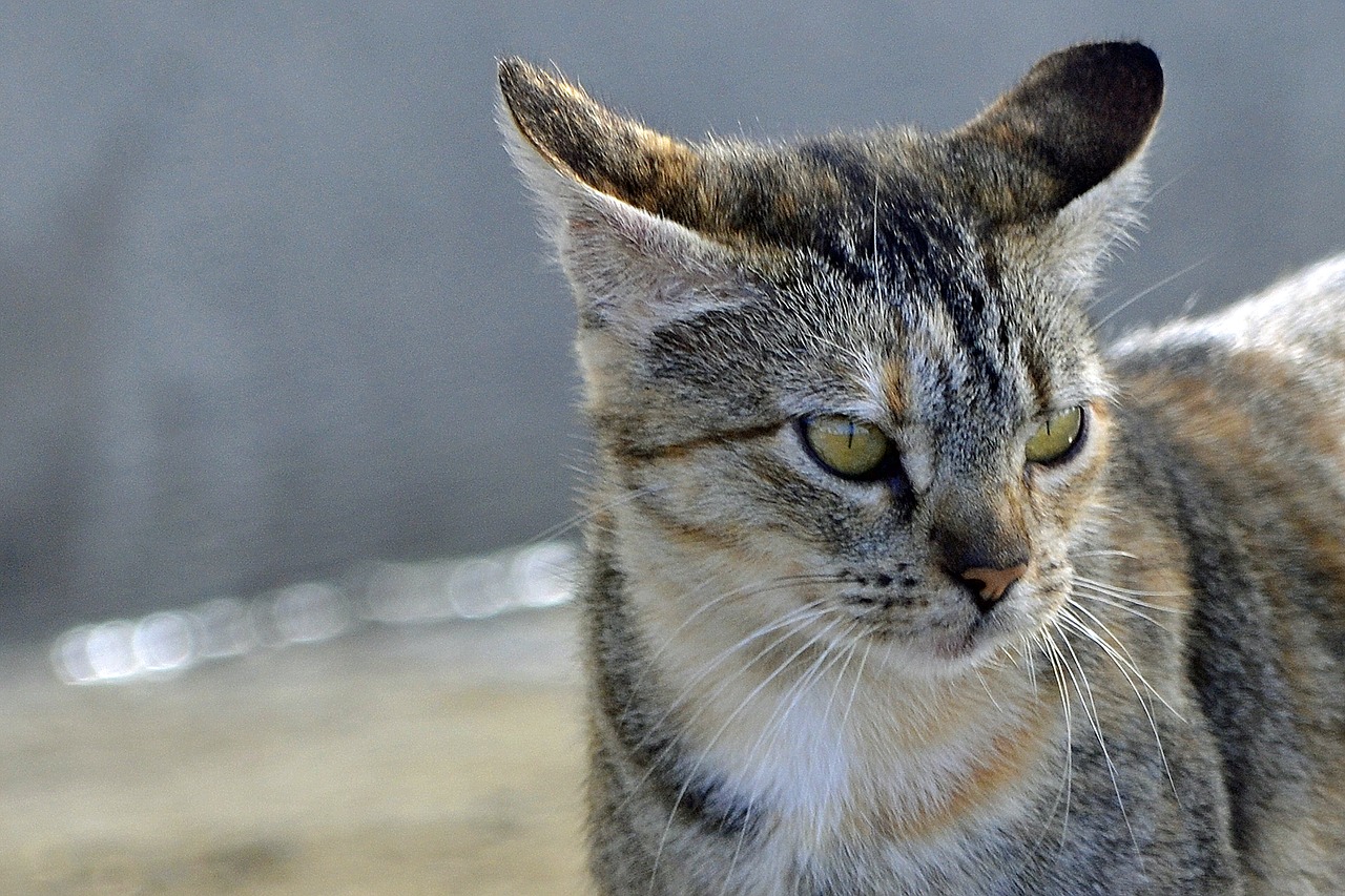 cat mackerel tiger cat free photo