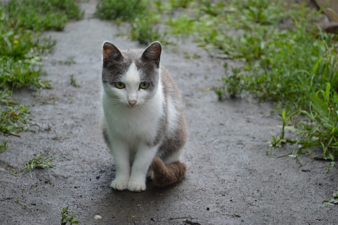 cat rain land free photo