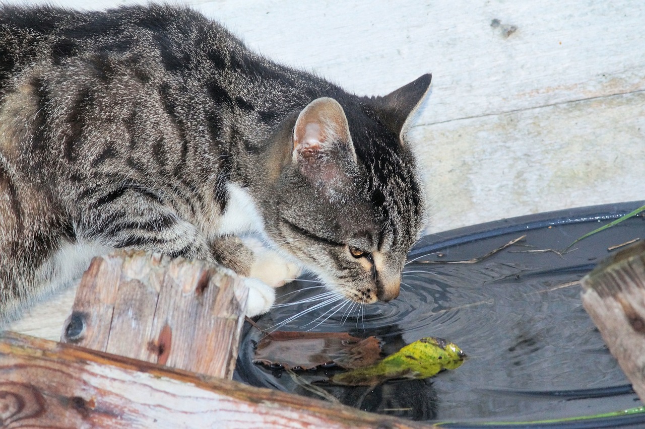 cat domestic cat mieze free photo