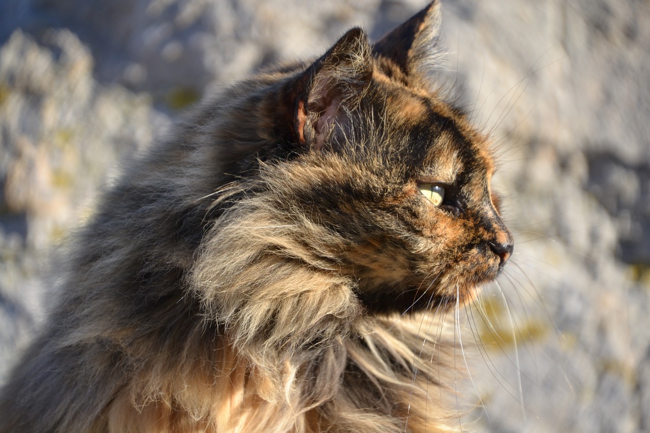 cat tortoise shell view free photo