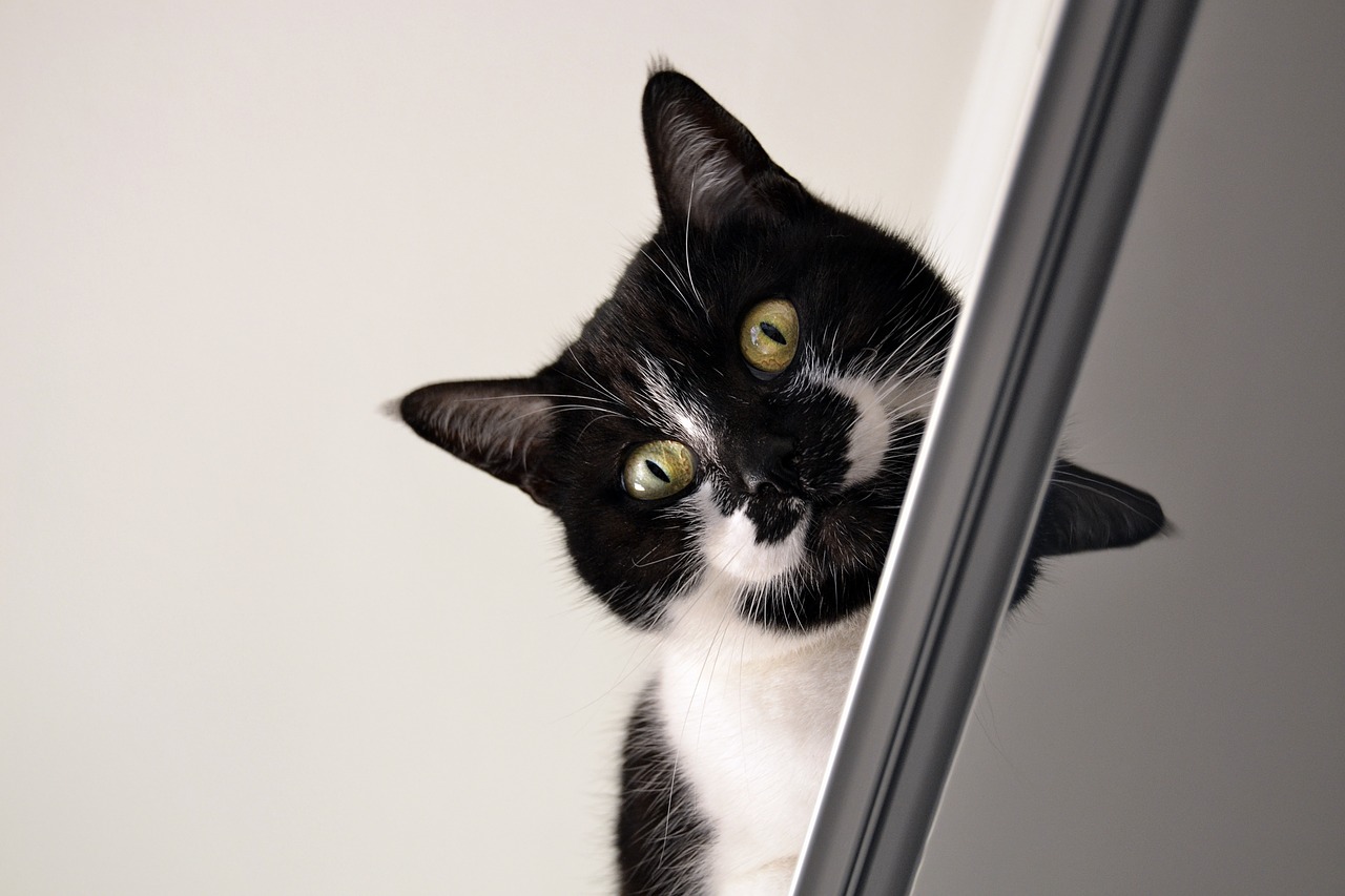 cat black white cat over piece of furniture free photo