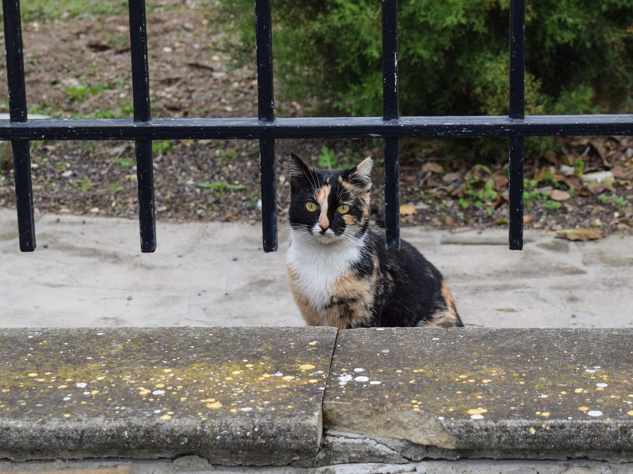 cat stray surprised free photo