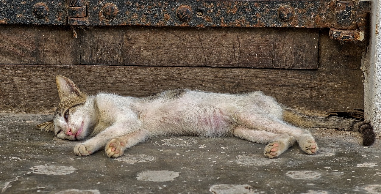 cat sleeping kitten free photo