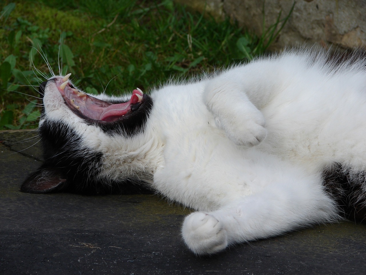 cat yawning relaxing free photo