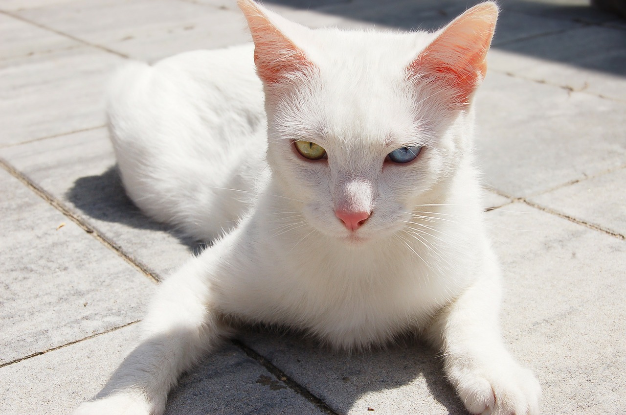cat white heterochromia free photo