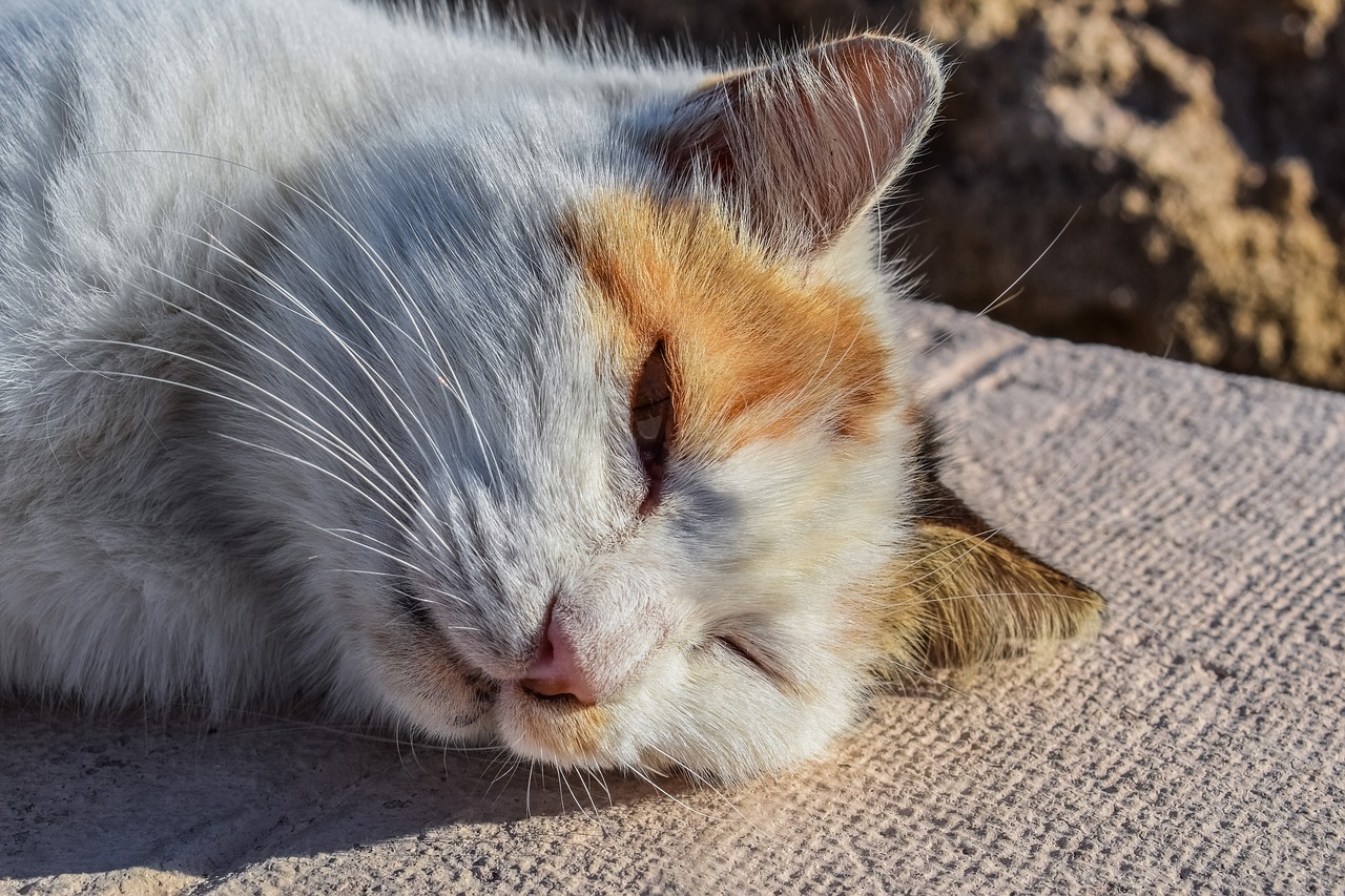 cat stray lazy free photo