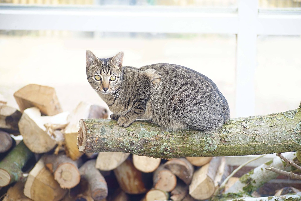 cat cats tree trunk free photo