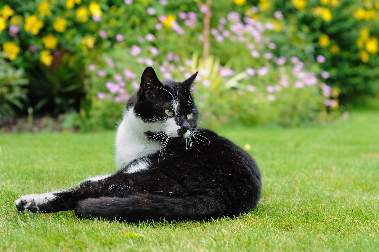 cat lying garden free photo