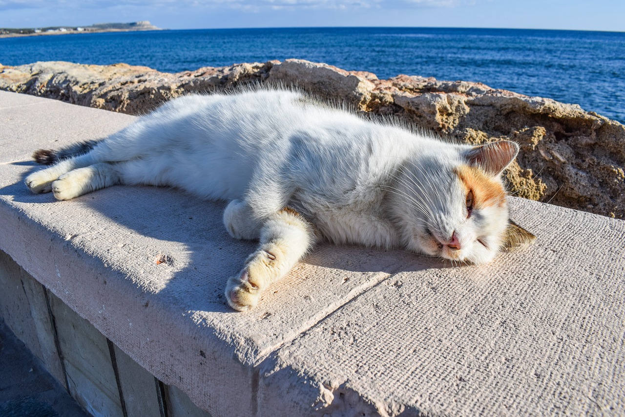 cat stray enjoying free photo