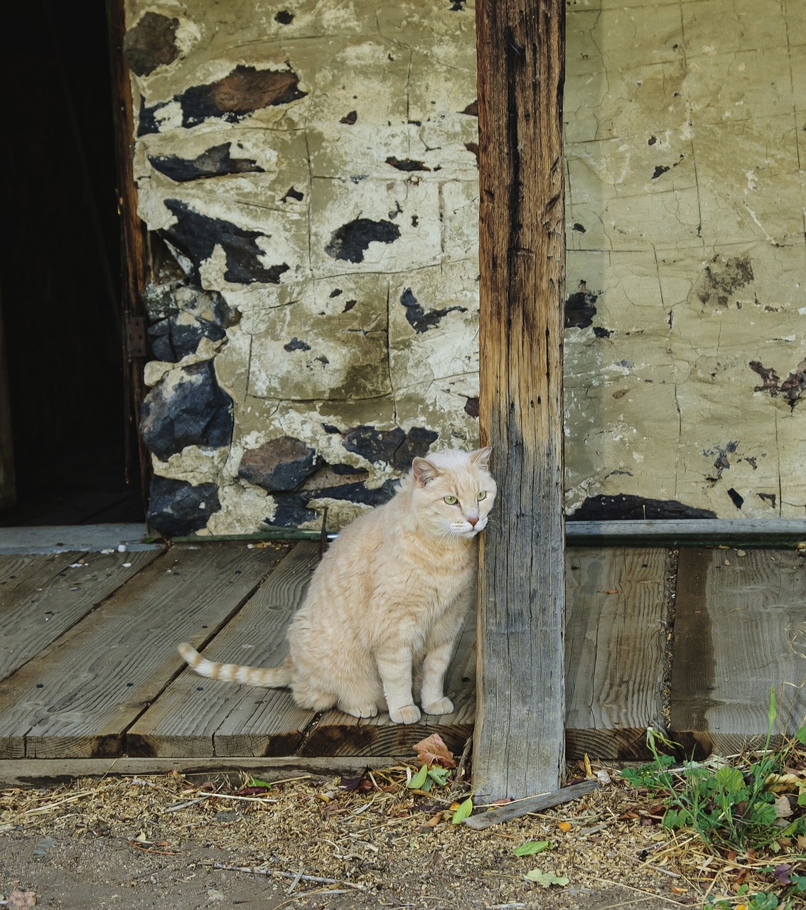 cat barn old free photo