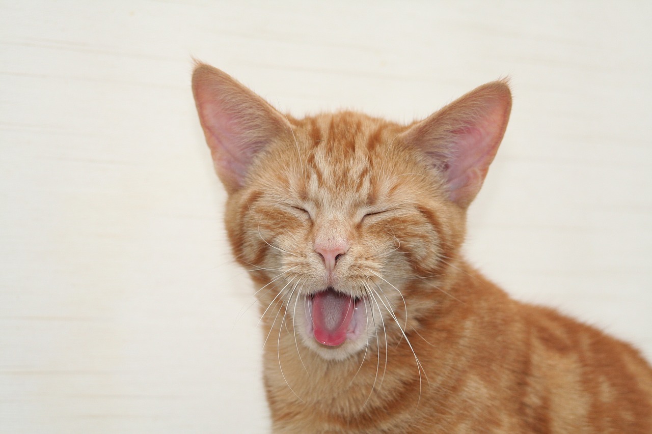 cat pet yawn free photo