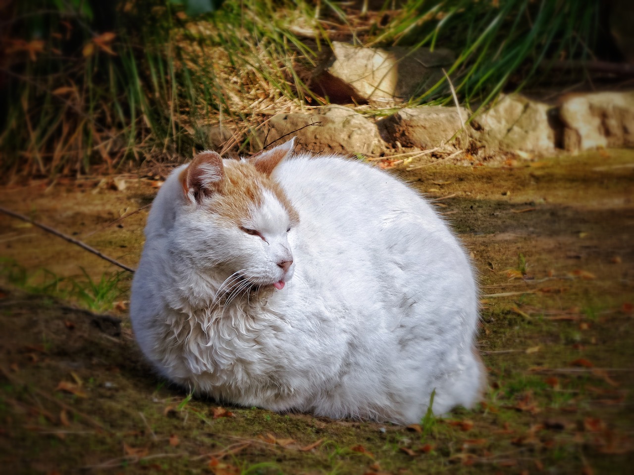 cat tongue rest free photo