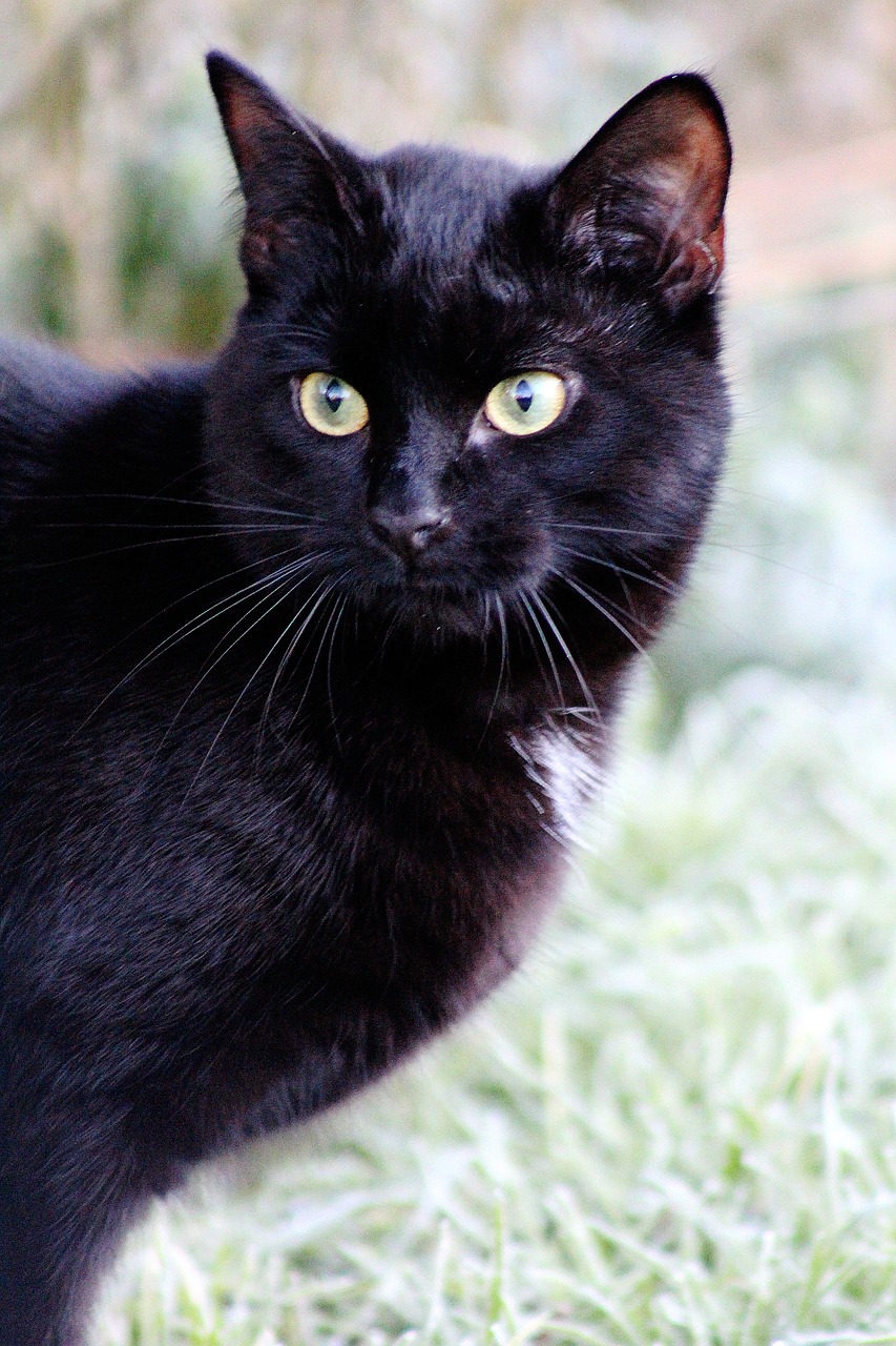 cat black cat pet free photo