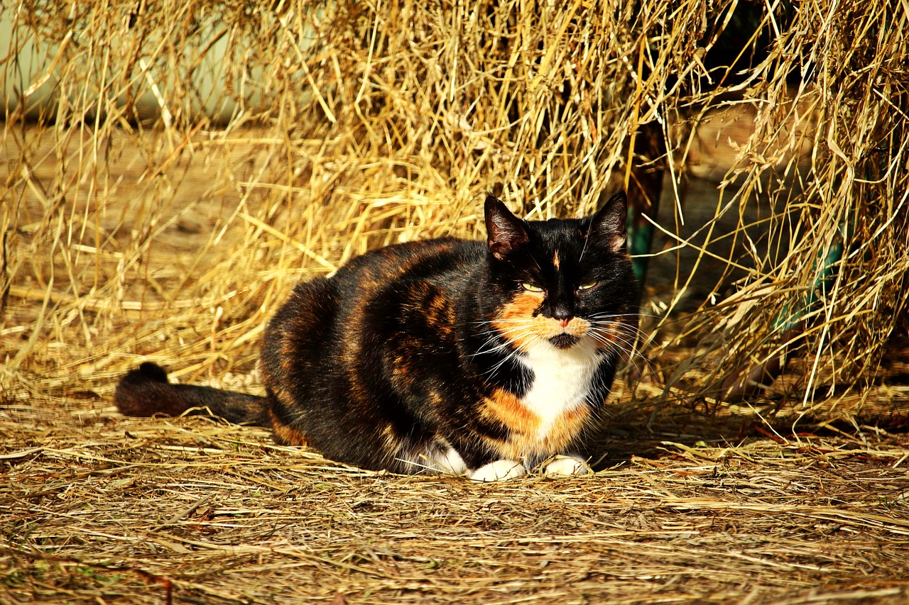 cat lucky cat three coloured free photo