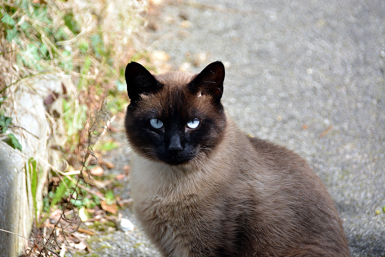 cat siamese cat feline free photo