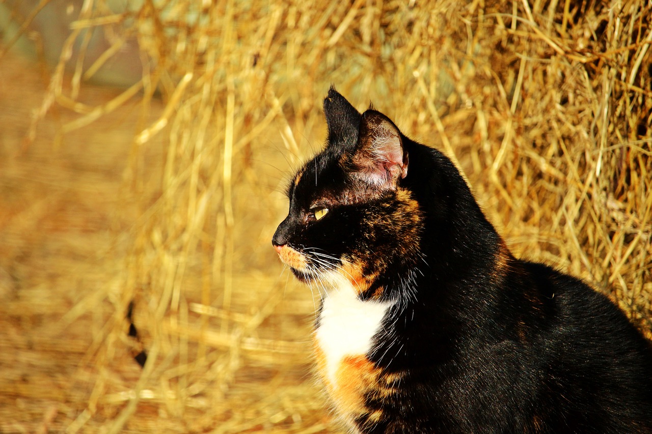 cat three coloured lucky cat free photo