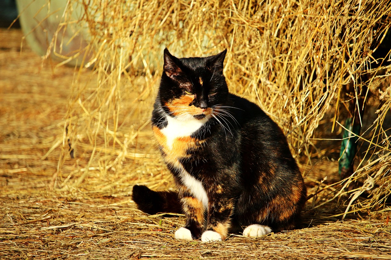 cat lucky cat domestic cat free photo