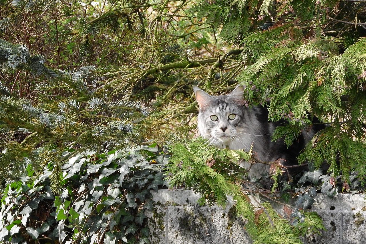 cat cat in the bush trees free photo