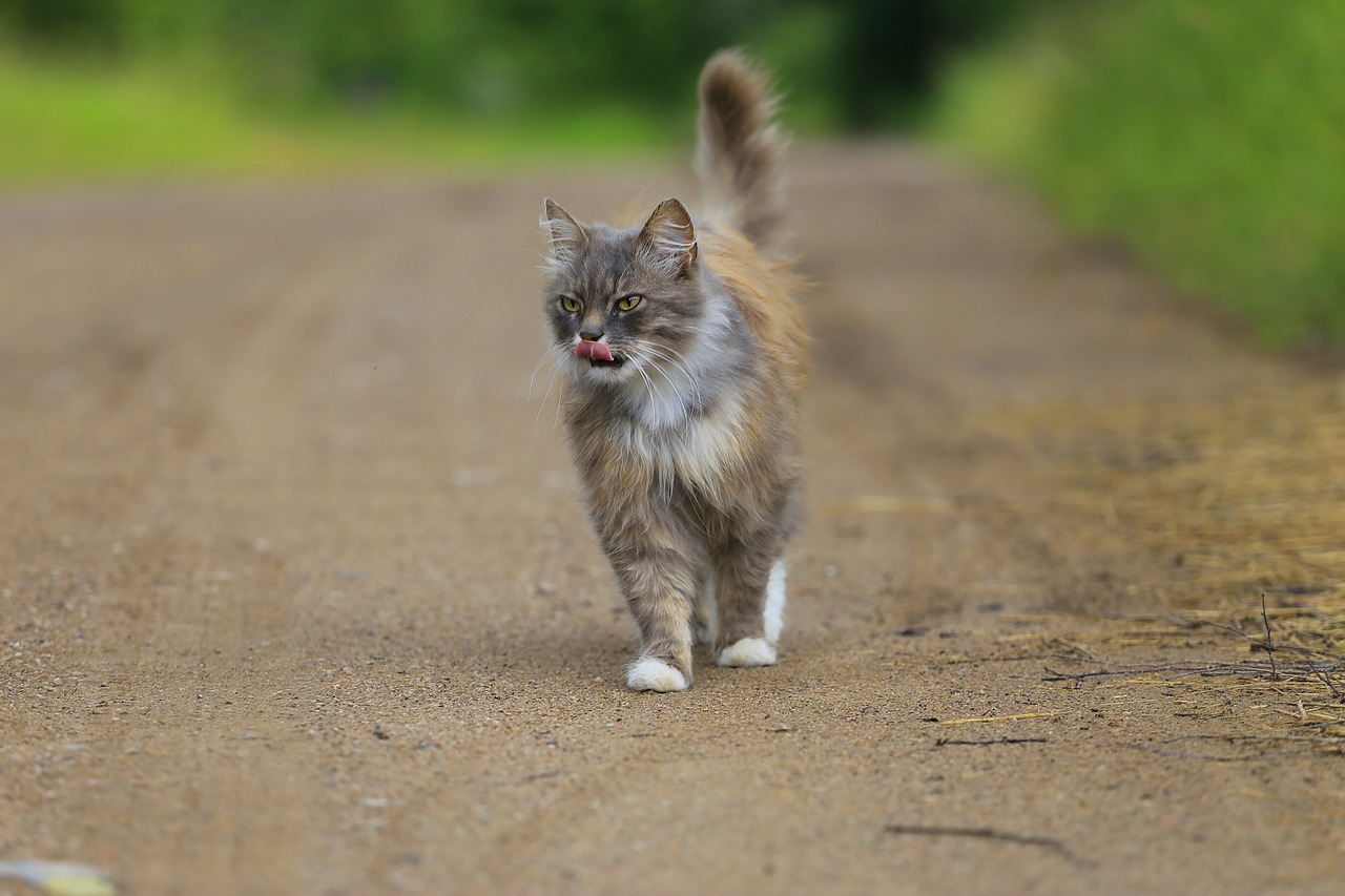 cat handsome man walking free photo