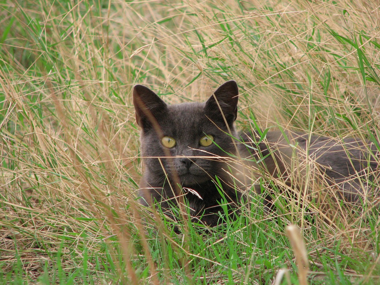 cat black grass free photo