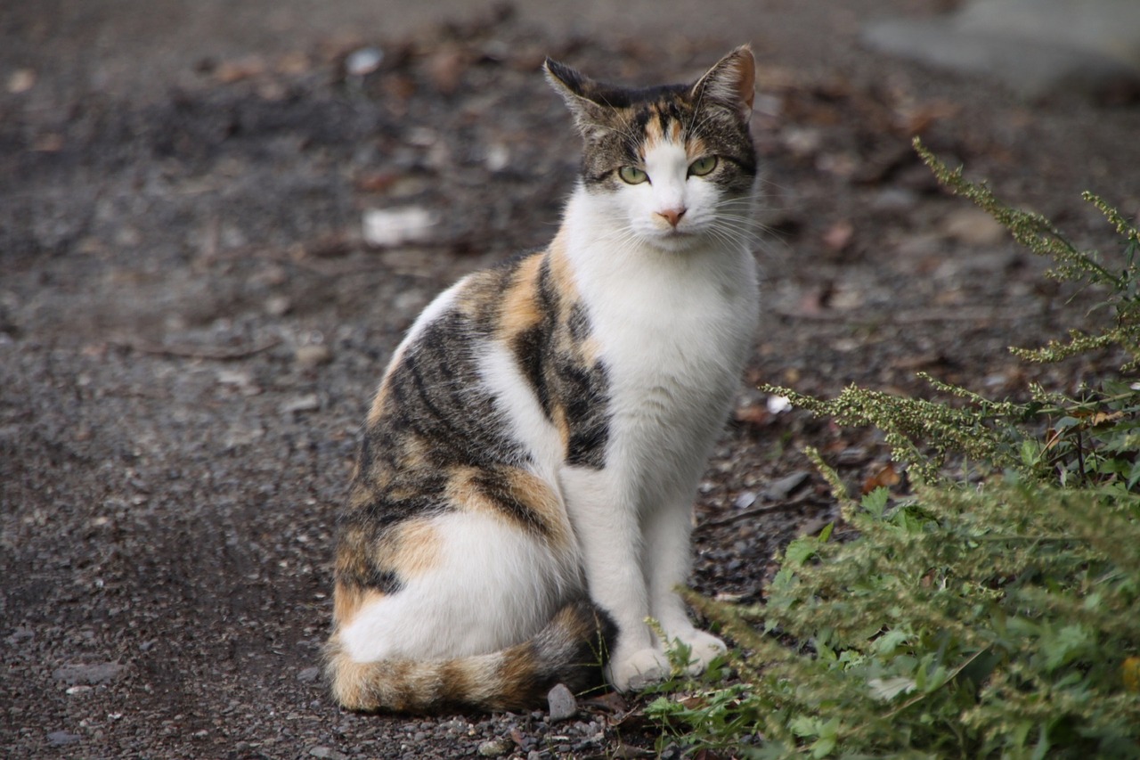 cat portrait domestic free photo