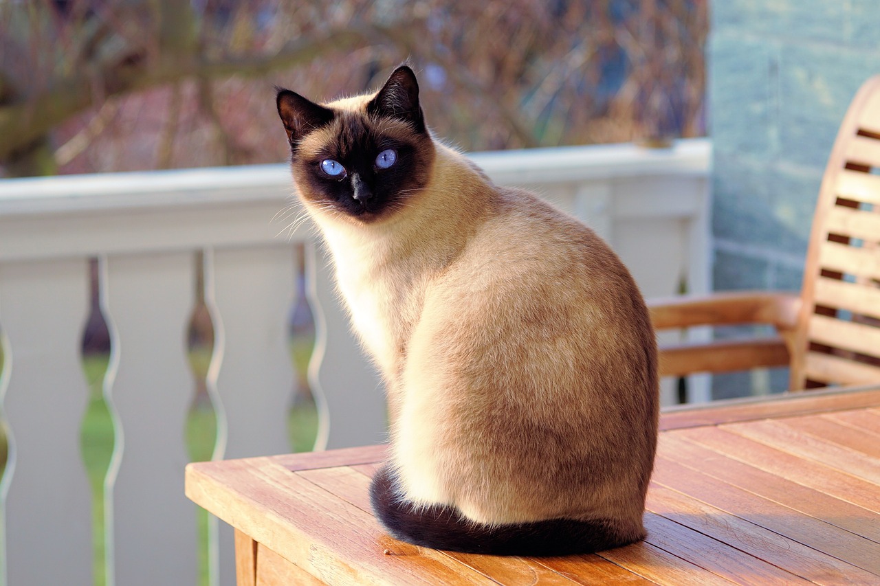 cat siamese cat fur free photo