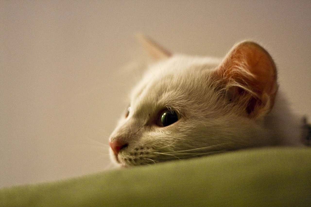 cat sofa pet free photo