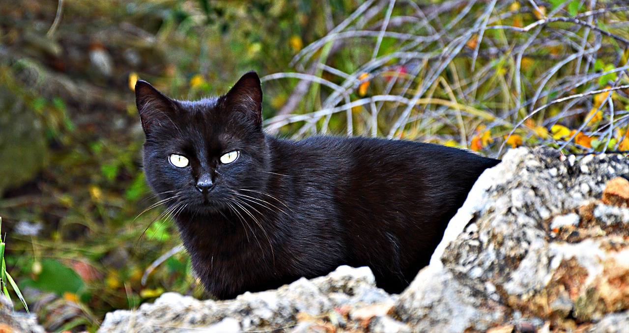 cat black cat's eyes free photo