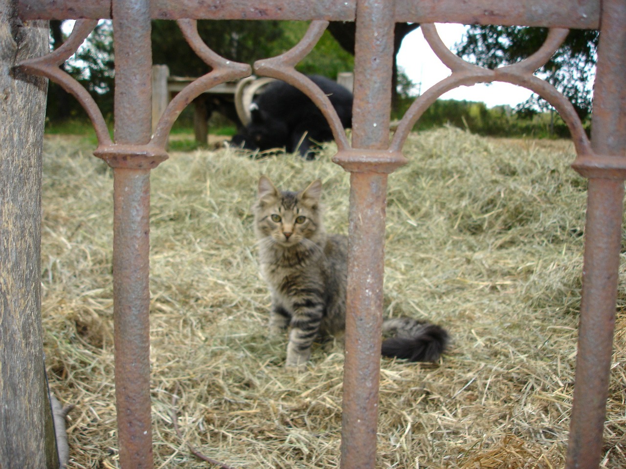cat fence farm free photo